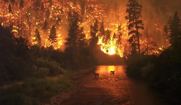 A vivid and intense look at Canadian wildfires